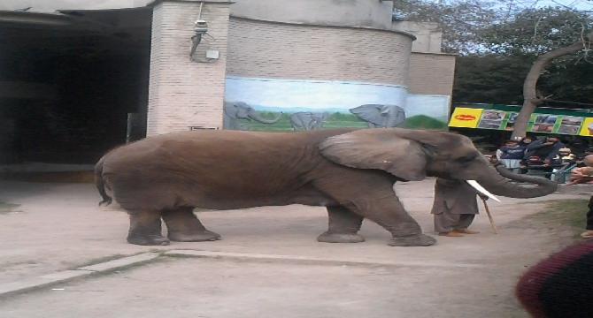 Animals in Lahore Zoo