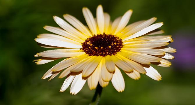 Homeopathic medicines are economical, effective and reliable