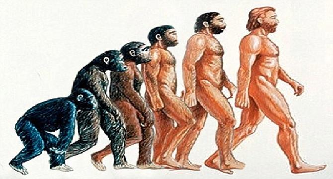 Human and Primates Evolution