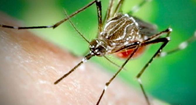 Dengue awareness in Pakistan