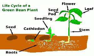 Seed Structure and Germinaiton