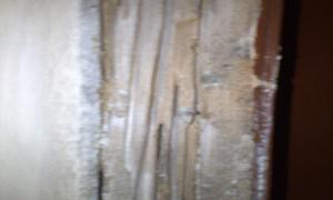 Nasty ‘’Termite Attack’’ at my home