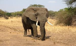 An elephant kicks a buffalo