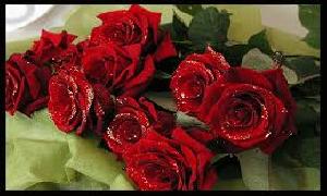 The lovely Roses