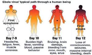 Basic Facts About Ebola Virus Disease ( Part 1)